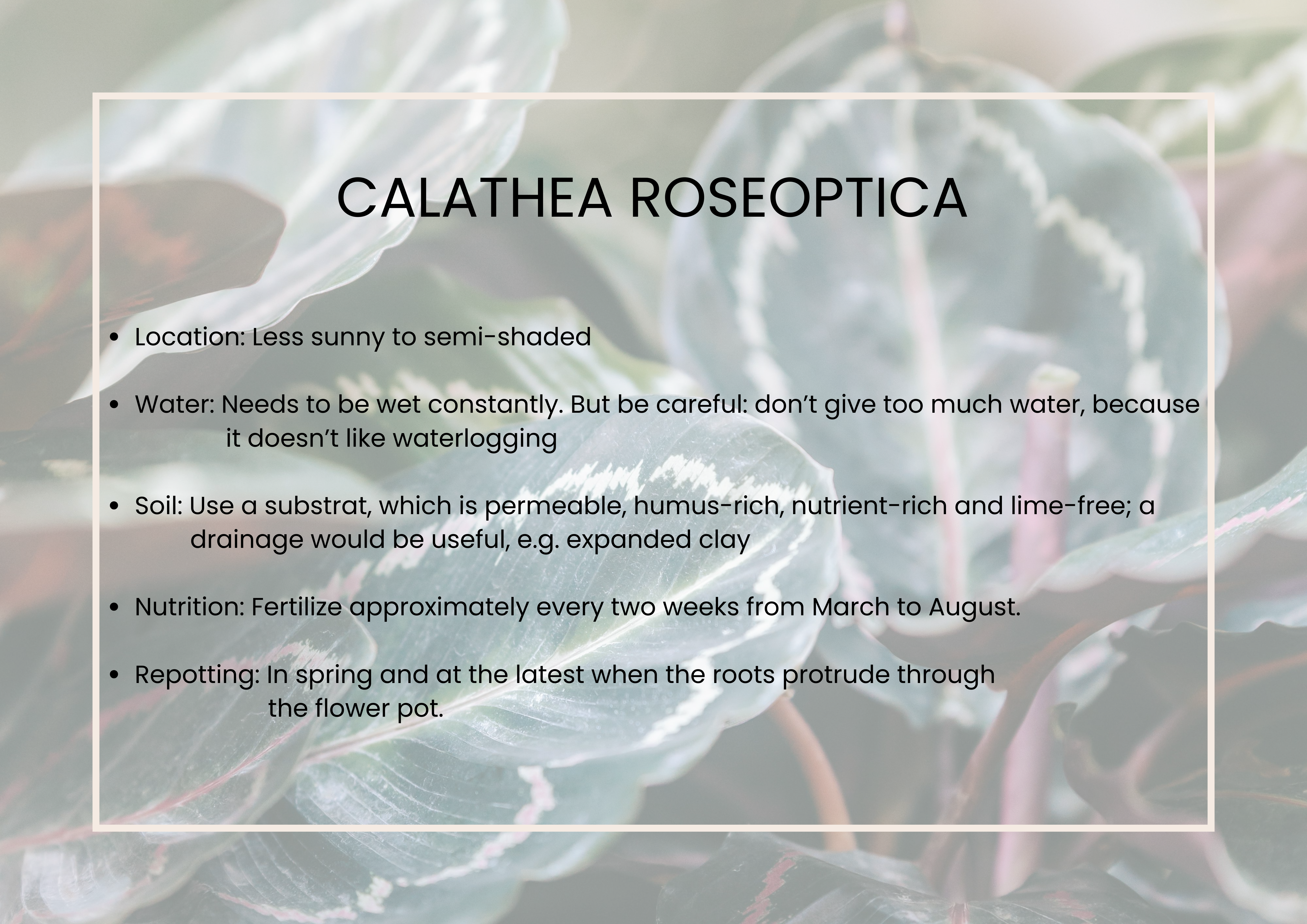 calathea-roseoptica-profile