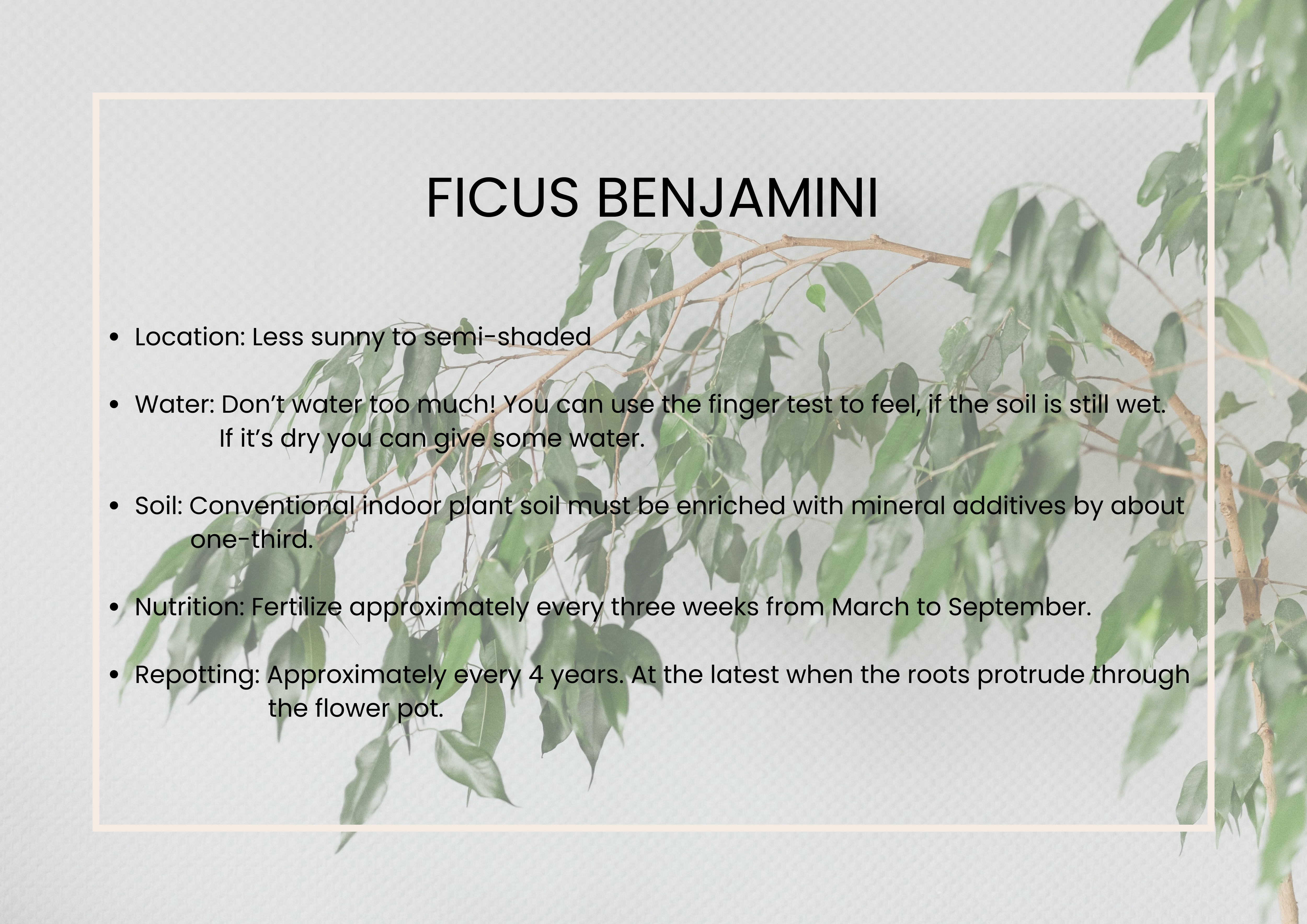 ficus-benjamini-profile